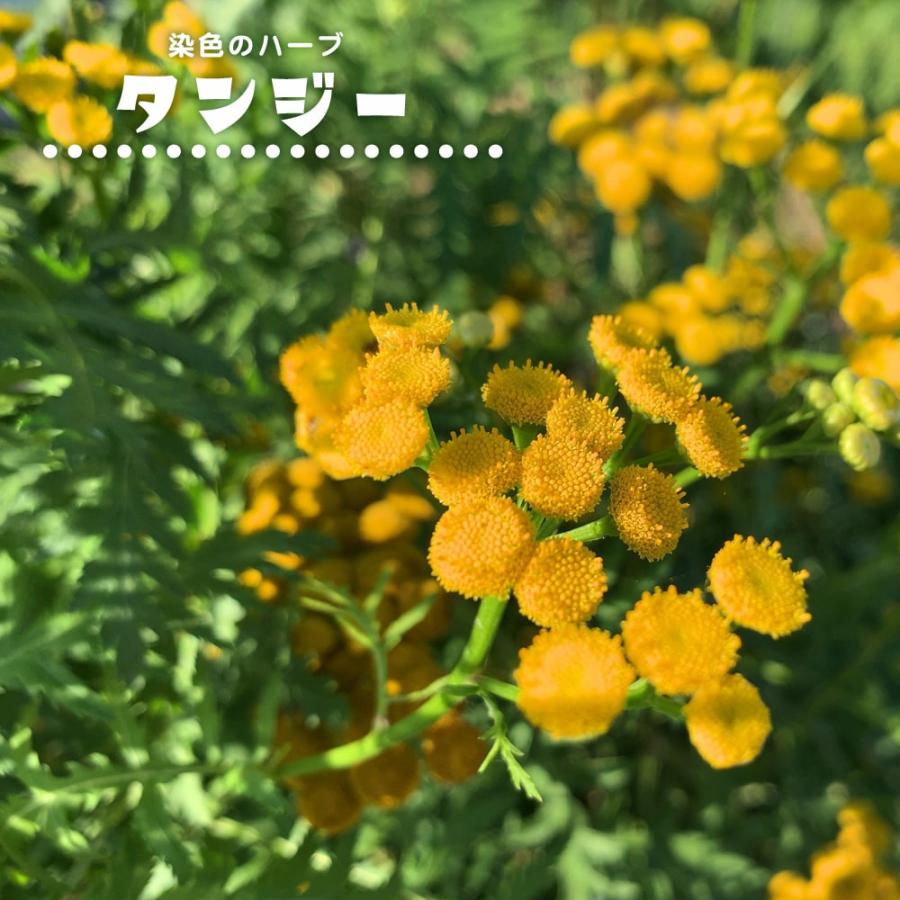 タンジー ハイクオリティ
