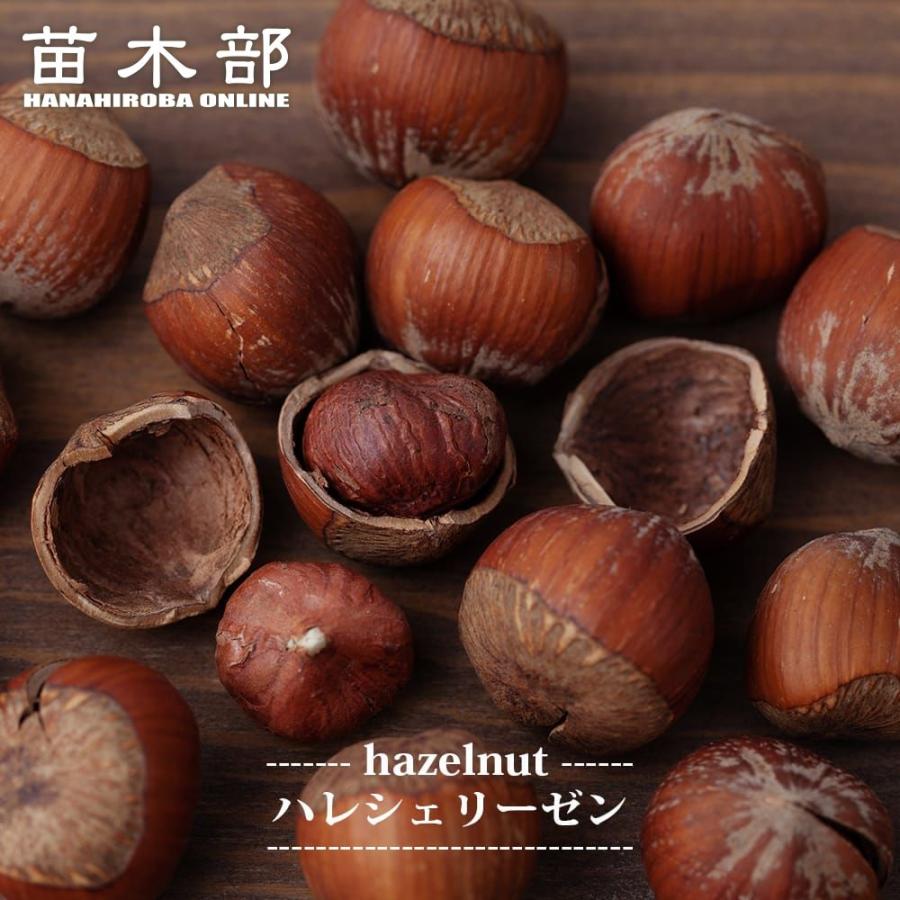 【お取引中】ヘーゼルナッツの木 ヘーゼルナッツの苗木 ロードゼラヌート 【果樹の苗木 4号／1個売り