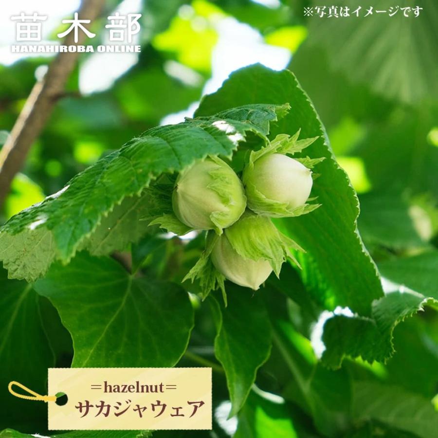 ししまる様　連絡用　ヘーゼルナッツ　穂木 サカジャウェアヘーゼルナッツ 3年生 挿し木大苗 : 苗木部 花ひろば