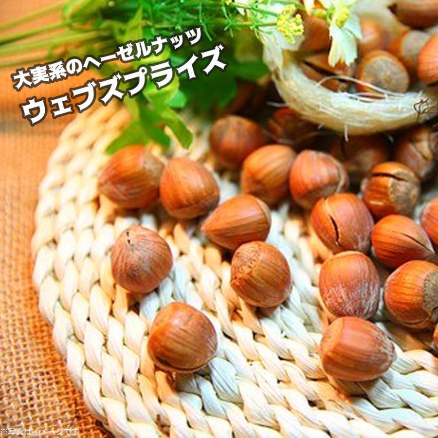 ししまる様　連絡用　ヘーゼルナッツ　穂木 ウェブズプライズ ヘーゼルナッツ 1年生苗 : 苗木部 花ひろば