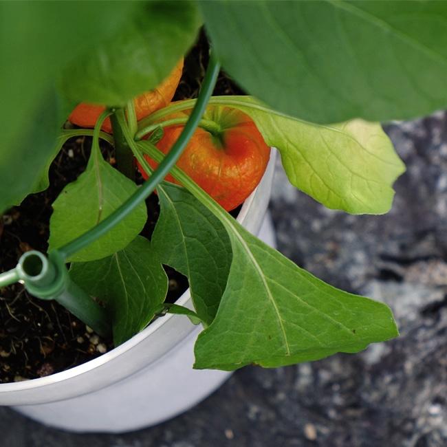 ほおずき 6号鉢植え 夏の風物詩 : 苗木部 花ひろばオンライン - 通販