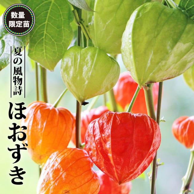 油彩画 植物の花ホオヅキ 油彩画 植物の花ホオヅキ 楽天市場】ホオズキ [ 藪内 路地