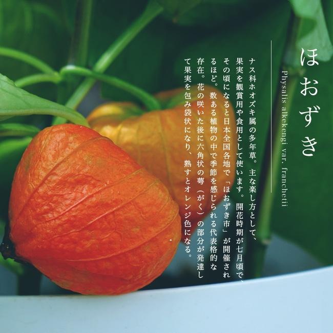 ほおずき 4.5号ポット苗 : 苗木部 花ひろばオンライン - 通販 - Yahoo