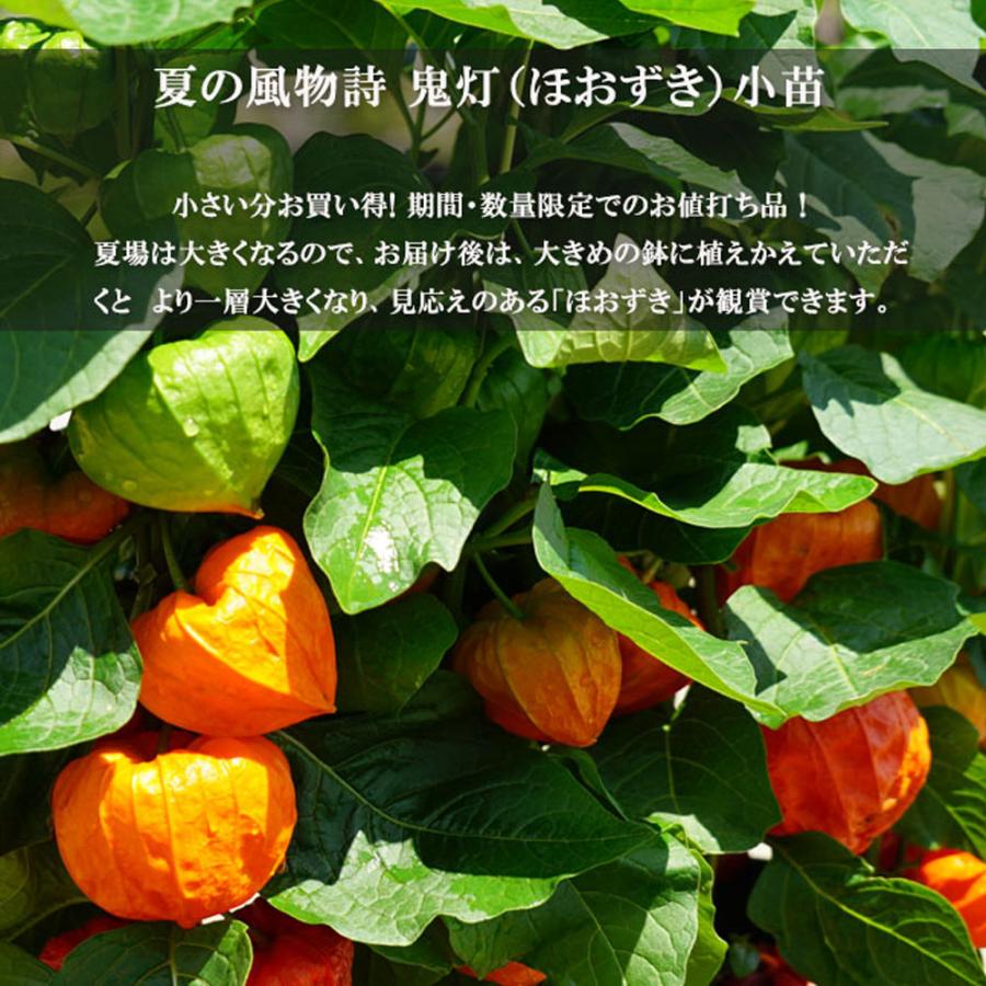 ほおずき 4.5号ポット苗 : 苗木部 花ひろばオンライン - 通販 - Yahoo