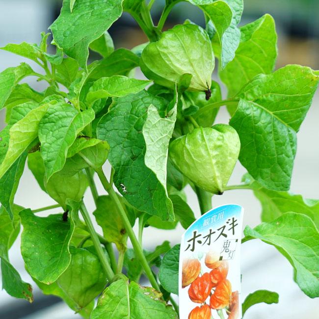 ほおずき 4.5号ポット苗 : 苗木部 花ひろばオンライン - 通販 - Yahoo