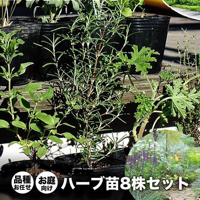 ハーブ セット苗 お任せ ハーブセット イングリッシュガーデンにおすすめのハーブ 8苗 Hurb Set Garden 苗木部 花ひろばオンライン 通販 Yahoo ショッピング