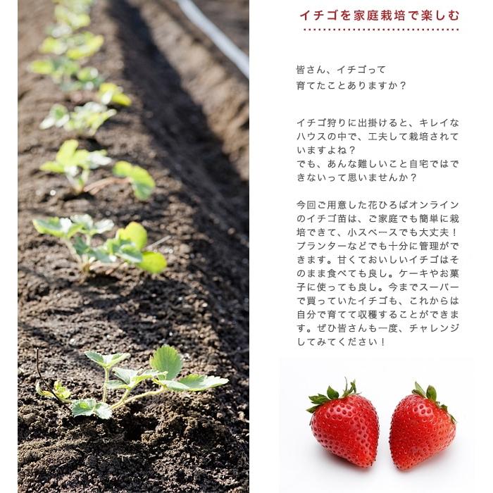 いちご 苗 四季成り性 桃色いちご 桃薫 トウクン 3号ポット苗 イチゴ 苺 Ichgo004 苗木部 花ひろばオンライン 通販 Yahoo ショッピング
