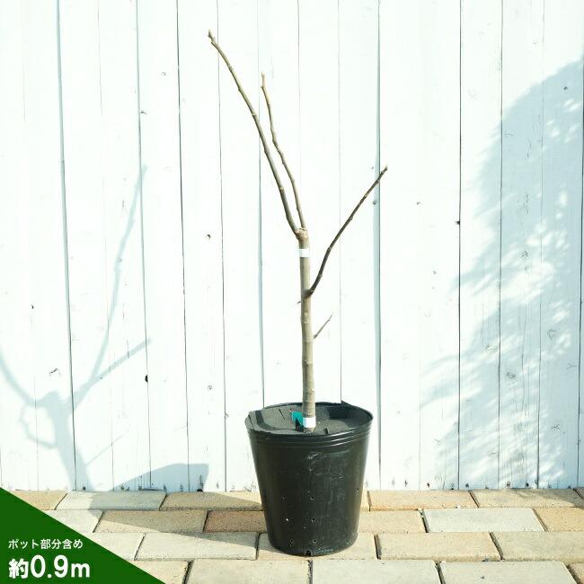 いちじく アーチペル 3年生大苗 1m苗 産地で剪定済 1.0m苗 : 苗木部 花