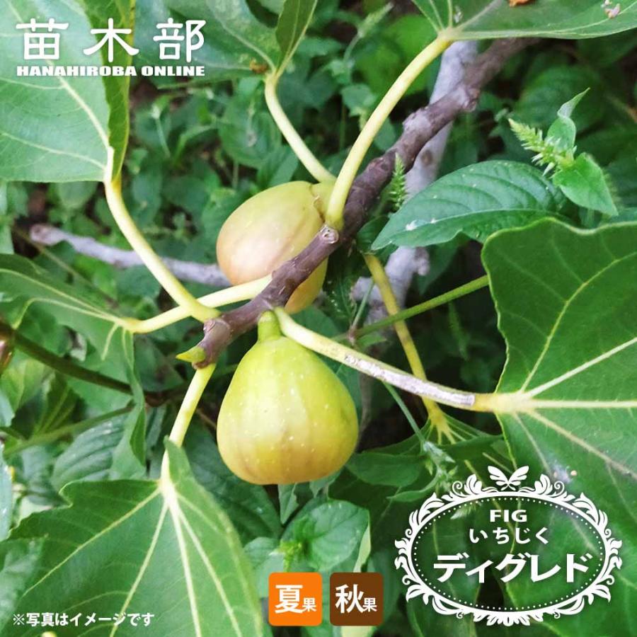 いちじく ディグレド 1年生苗 : 苗木部 花ひろばオンライン - 通販