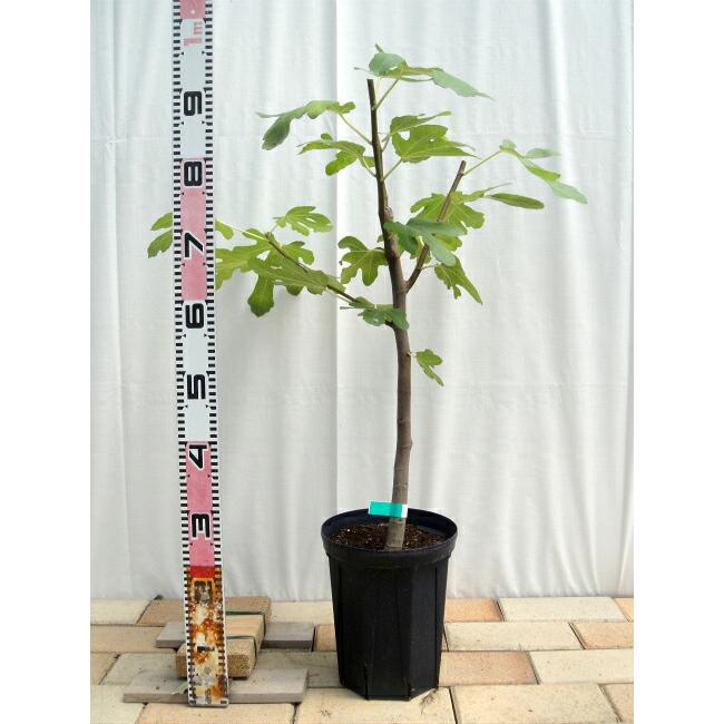 いちじく ドーフィン 2年生 スリット鉢植え 限定販売 予約販売10〜11