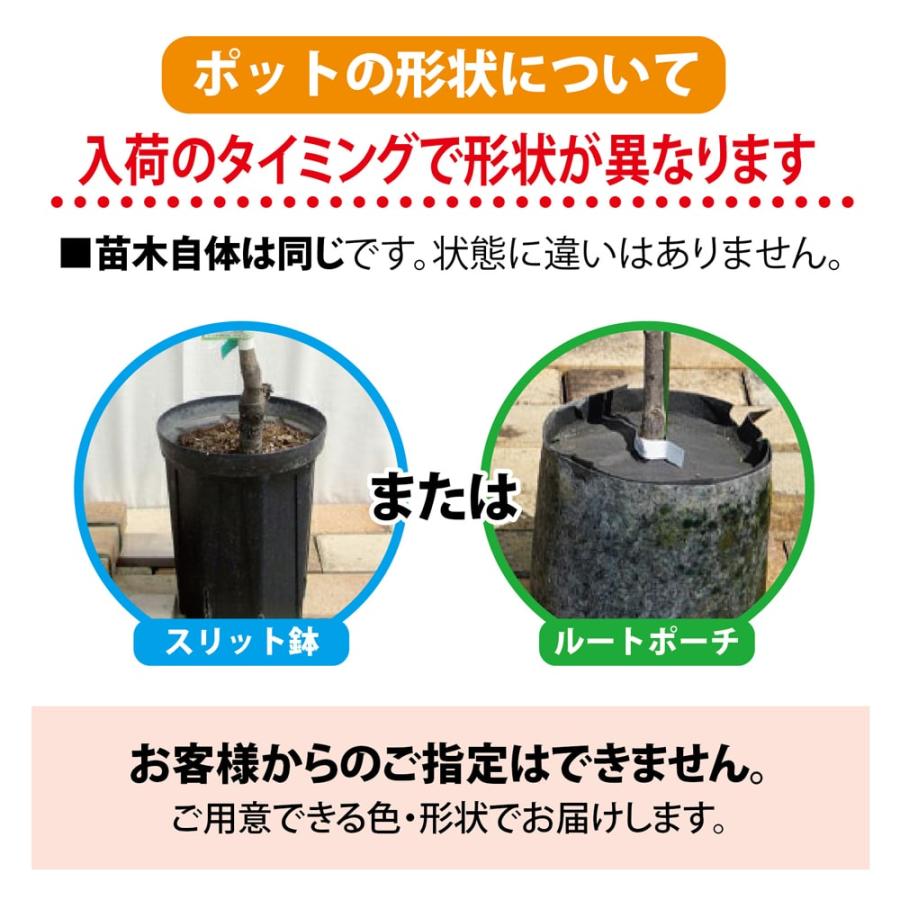 いちじく ドーフィン 2年生 スリット鉢植え 限定販売 予約販売10〜11