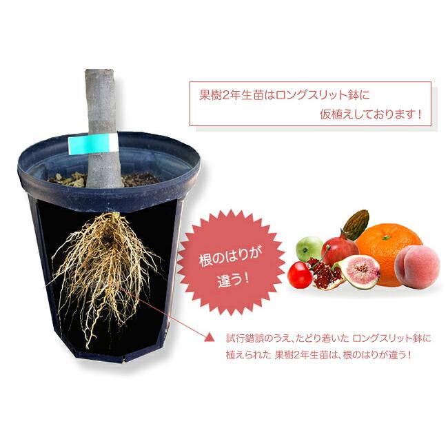 いちじく ドーフィン 2年生 スリット鉢植え 限定販売 予約販売10〜11