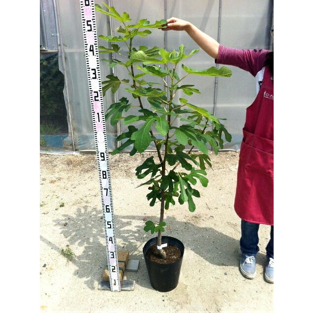 ドーフィン いちじく 3年生大苗 長尺 西濃運輸お届け 北海道 沖縄 離島不可 Ichijiku Do Fin 苗木部 花ひろばオンライン 通販 Yahoo ショッピング