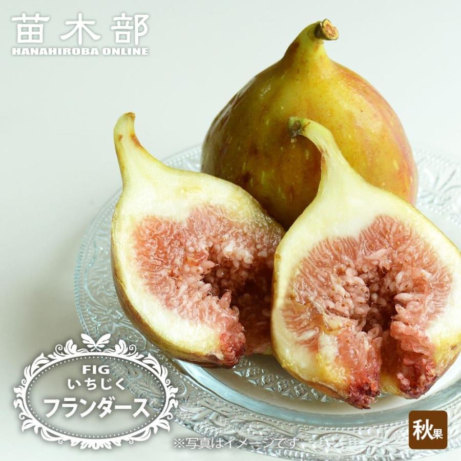 いちじく フランダース 1年生苗 : 苗木部 花ひろばオンライン - 通販