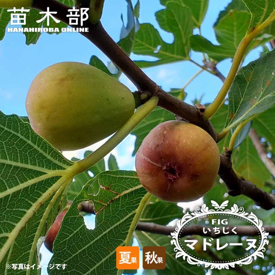 いちじく マドレーヌ 1年生苗 : 苗木部 花ひろばオンライン - 通販