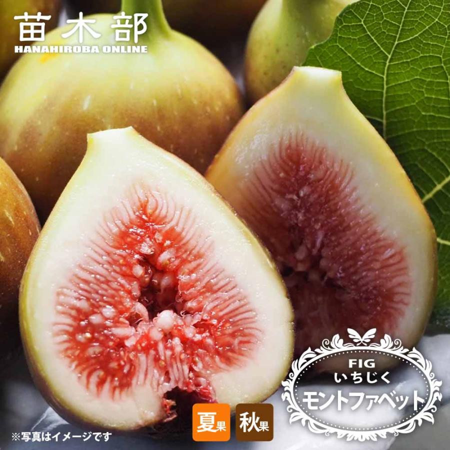 いちじく モントファベット 1年生苗 爆買いweek : 苗木部 花ひろば
