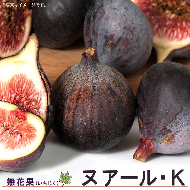 いちじく ヌアールK 3年生大苗1.1m苗 : 苗木部 花ひろばオンライン