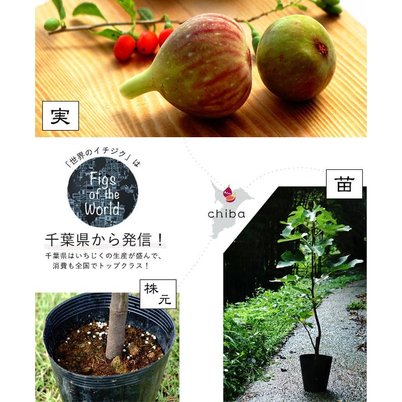 いちじく リサ 1年生苗 : 苗木部 花ひろばオンライン - 通販 - Yahoo