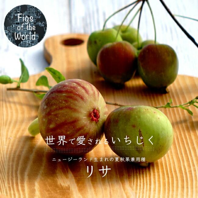 いちじく リサ 1年生苗 : 苗木部 花ひろばオンライン - 通販 - Yahoo