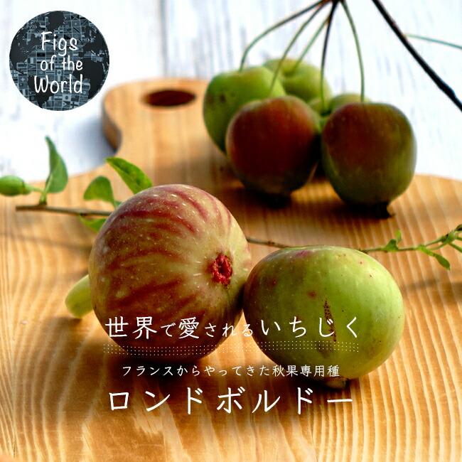 いちじく ロンドボルドー 1年生苗 : 苗木部 花ひろばオンライン - 通販