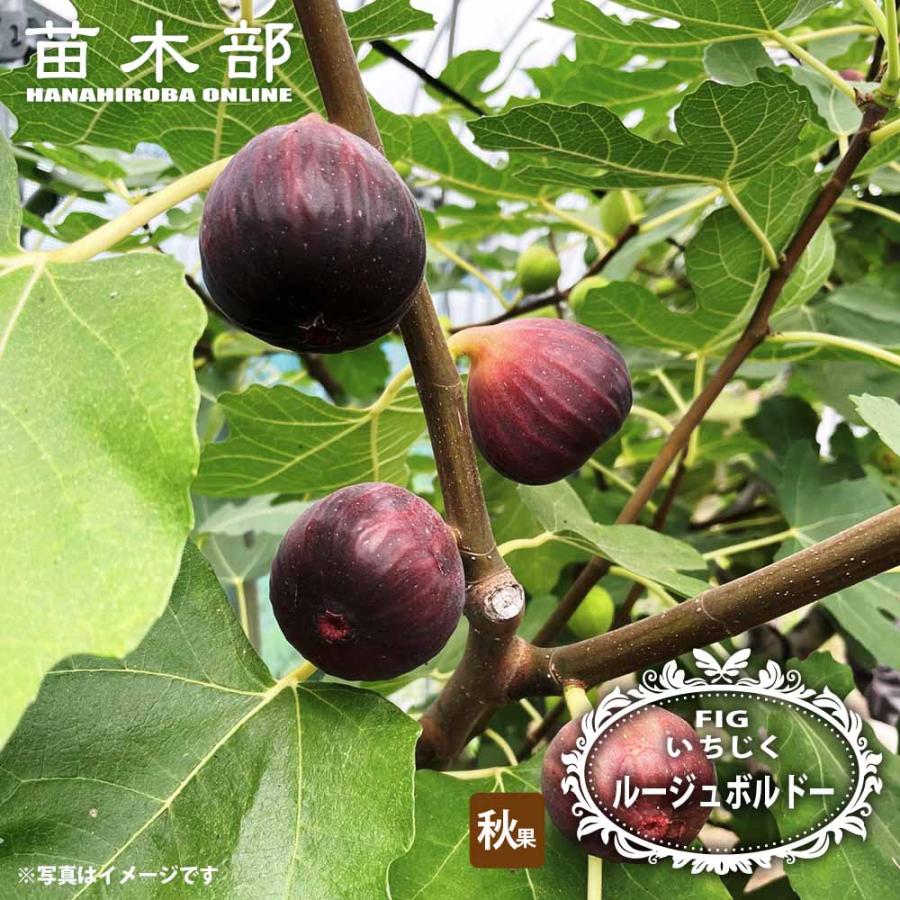 いちじく ルージュボルドー 1年生苗 : 苗木部 花ひろばオンライン