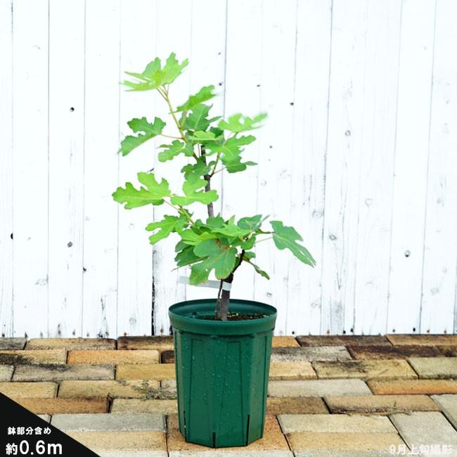 世界のイチジク 苗木 サルタン 2年生 ロングスリット鉢植え苗 無花果 果樹 Ichijiku Sarutan022 苗木部 花ひろばオンライン 通販 Yahoo ショッピング