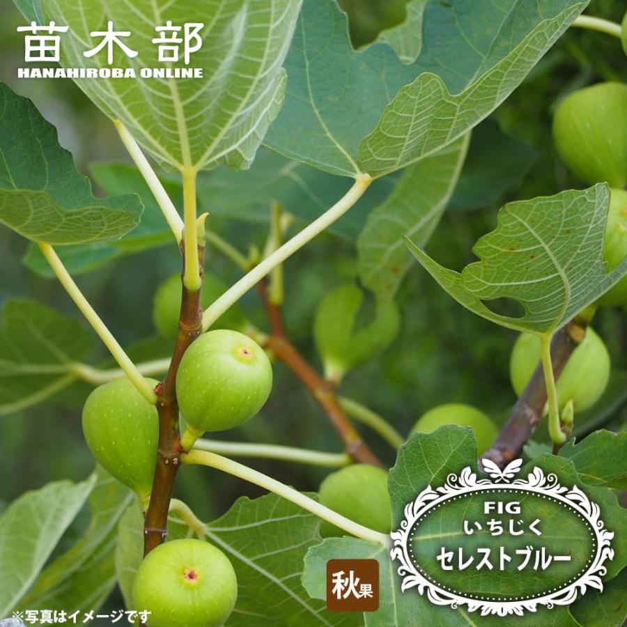 いちじく セレストブルー 1年生 挿し木苗 4号ポット : 苗木部 花ひろば