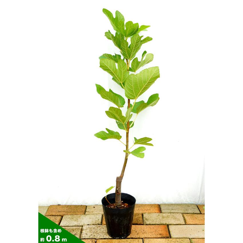 いちじく セレストブルー 1年生 挿し木苗 4号ポット : 苗木部 花ひろば