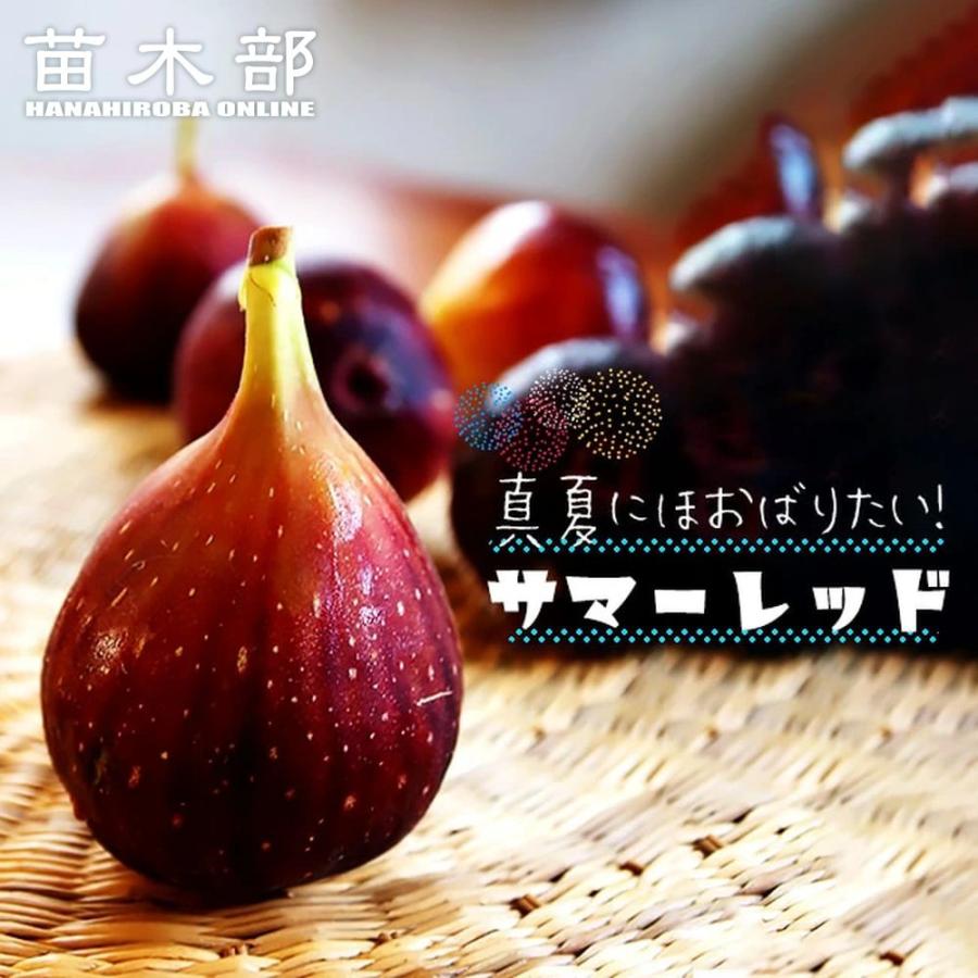 いちじく サマーレッド 3年生大苗 1m苗 産地で剪定済 1.0m苗 : 苗木部