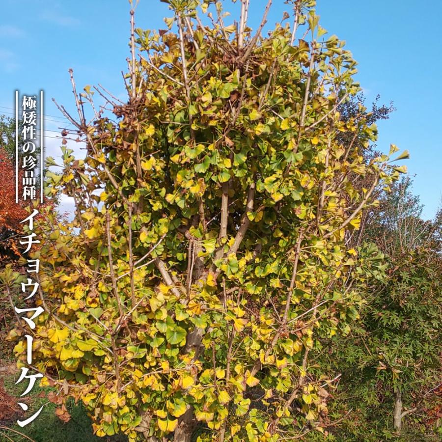 イチョウ マーケン 3 5ポット苗ハナヒロバリュー Ichou Maken V 苗木部 花ひろばオンライン 通販 Yahoo ショッピング