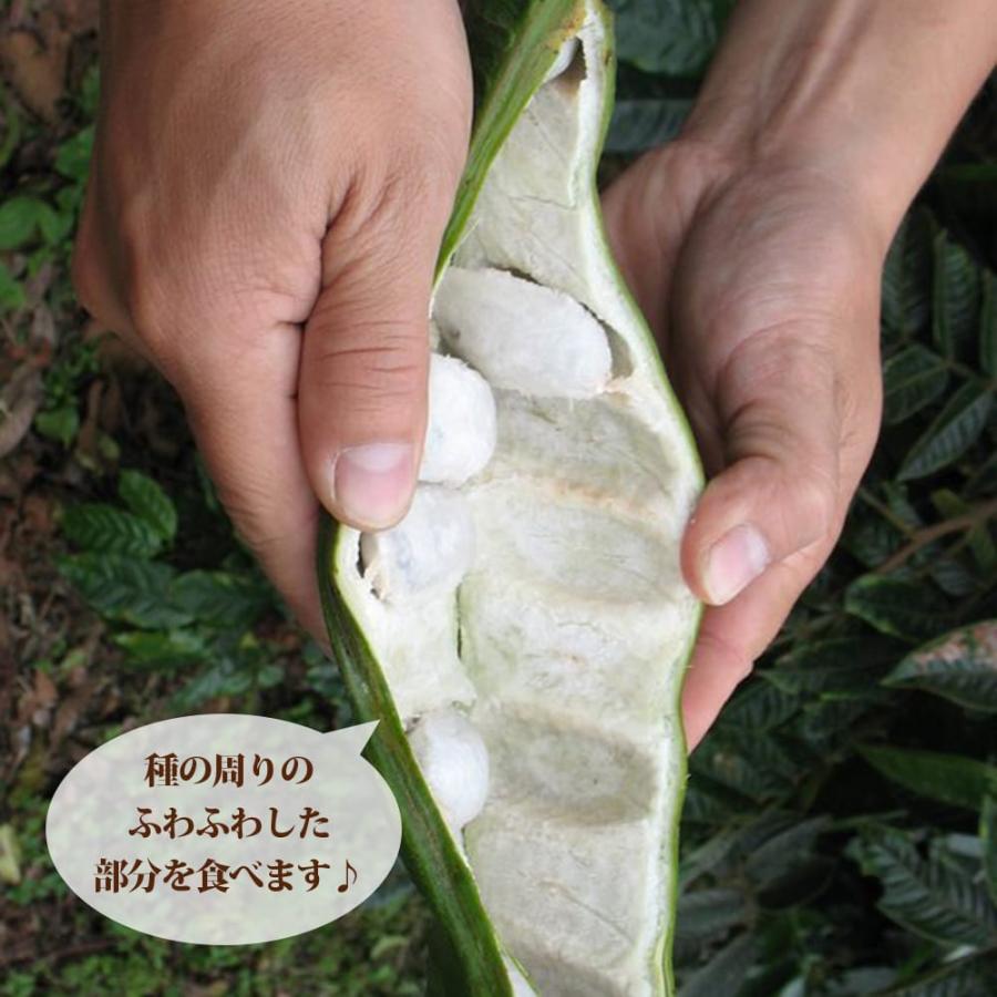 アイスクリームビーン スーパーロング 実生苗 : 苗木部 花ひろば