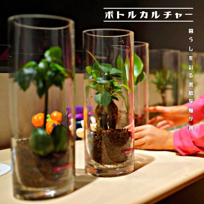 人気絶頂 観葉植物 4本セット ボトルカルチャー インテリアグリーン 選べる2タイプ クリスマス 水耕栽培 ギフト 新築祝い 引っ越し祝い 開店祝い代引き不可 植物用ガラス×4