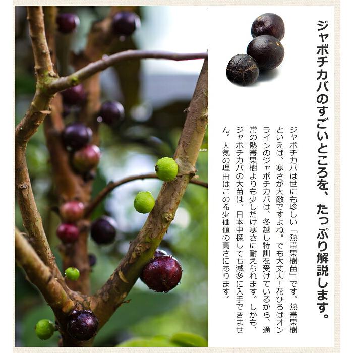 四季成り ジャボチカバ 3年生接木大苗 : 苗木部 花ひろばオンライン