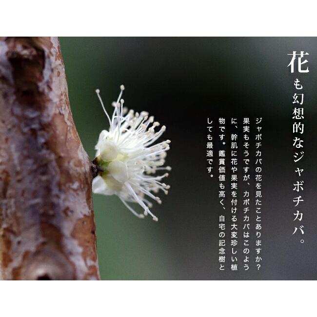 四季成り ジャボチカバ 3年生接木大苗 : 苗木部 花ひろばオンライン