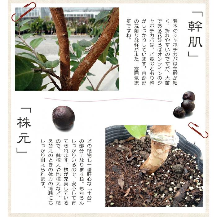 四季成り ジャボチカバ 3年生接木大苗 : 苗木部 花ひろばオンライン