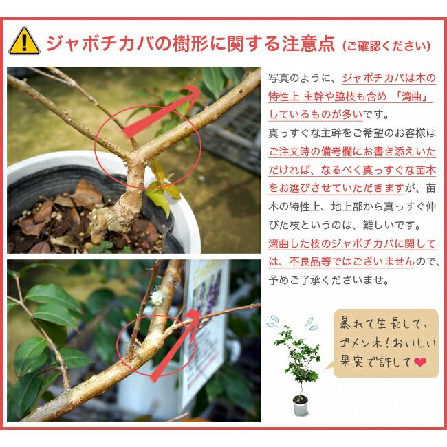四季成り ジャボチカバ 3年生接木大苗 : 苗木部 花ひろばオンライン