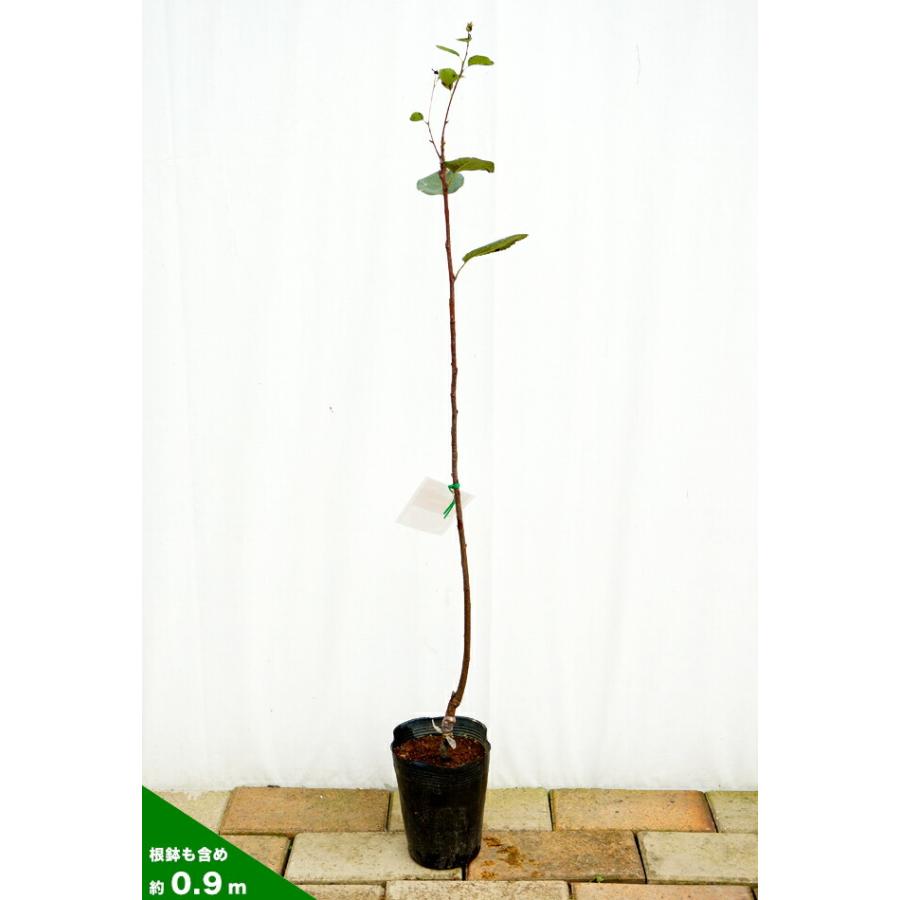 ジューンベリー 大実 バレリーナ ポット苗 果樹 果樹苗 Ju Nberi Bareri Na 1nen 苗木部 花ひろばオンライン 通販 Yahoo ショッピング