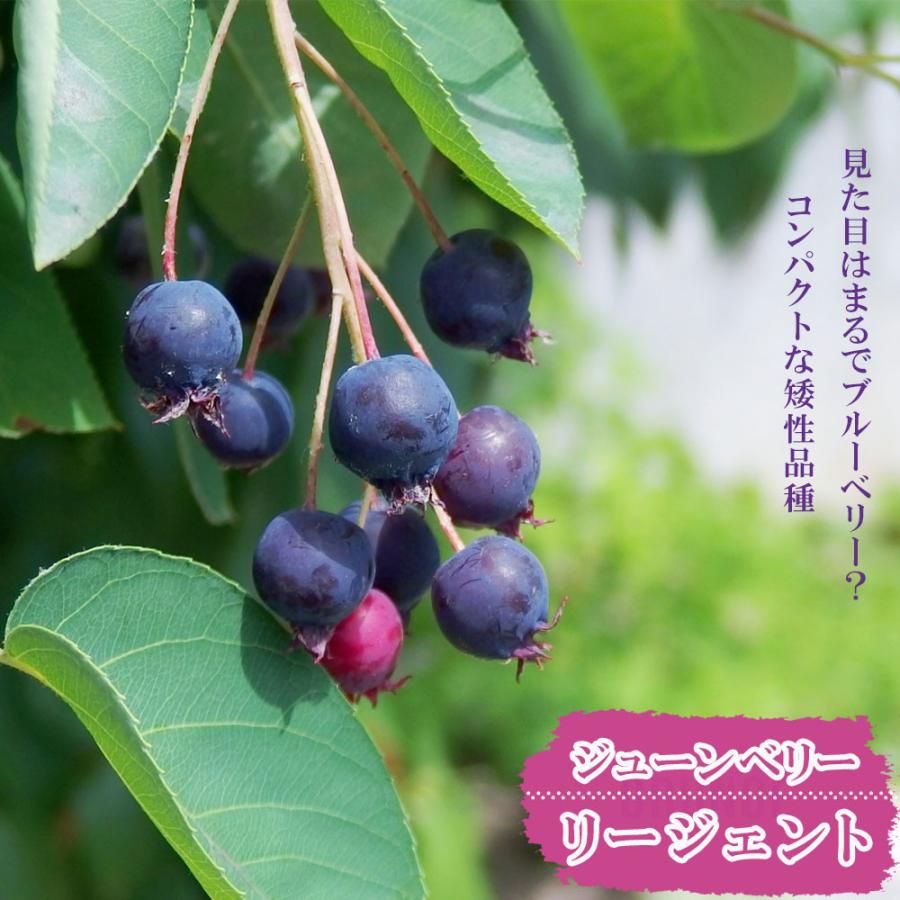 ジューンベリー 矮性ジューンベリー リージェント ポット苗 矮性 果樹 果樹苗 Ju Nberi Regent 苗木部 花ひろばオンライン 通販 Yahoo ショッピング