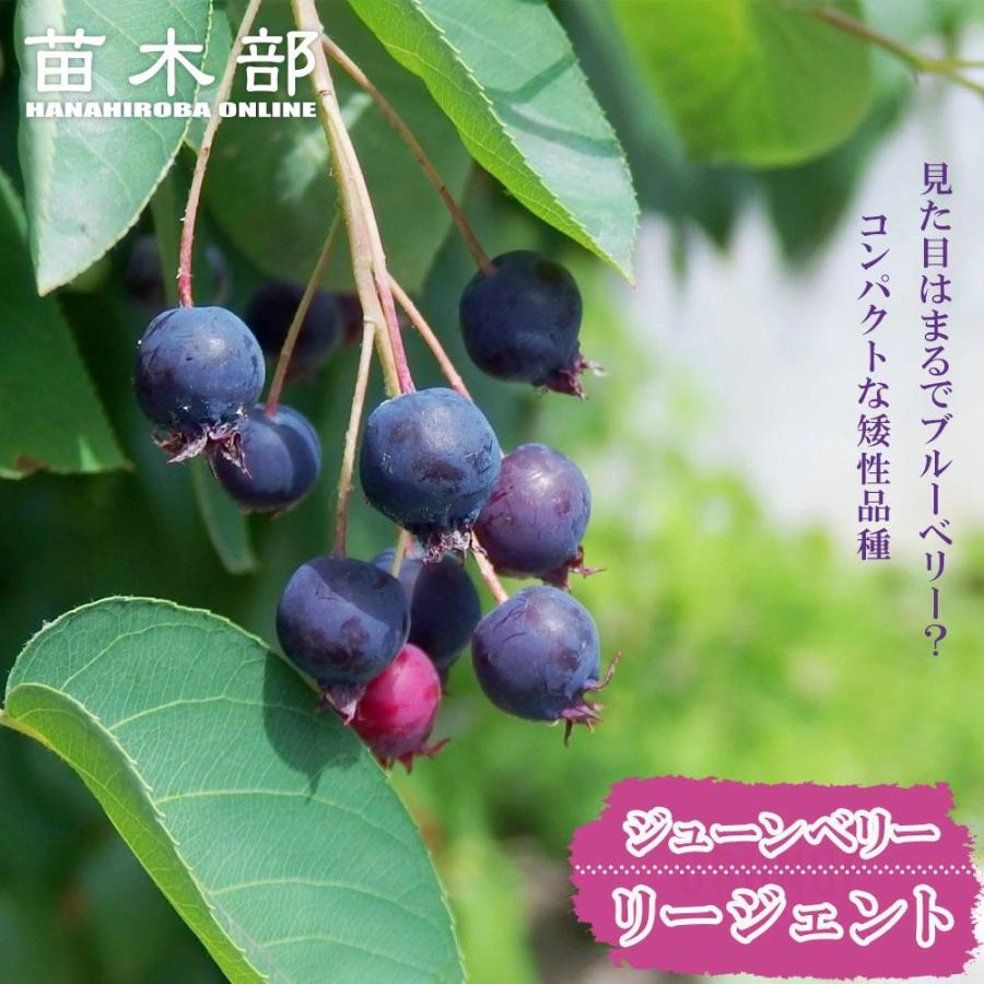 矮性ジューンベリー リージェント 挿し木 ポット苗 : 苗木部 花ひろば