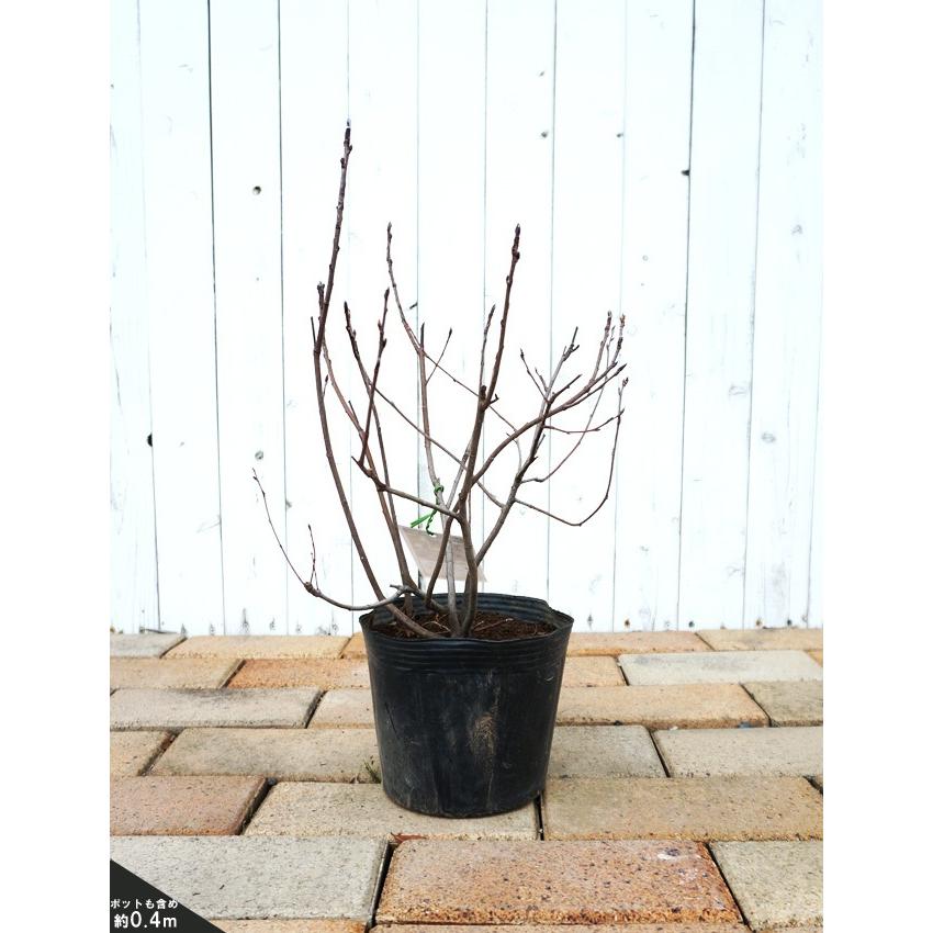 ジューンベリー 矮性ジューンベリー リージェント ポット苗 矮性 果樹 果樹苗 Ju Nberi Regent 苗木部 花ひろばオンライン 通販 Yahoo ショッピング