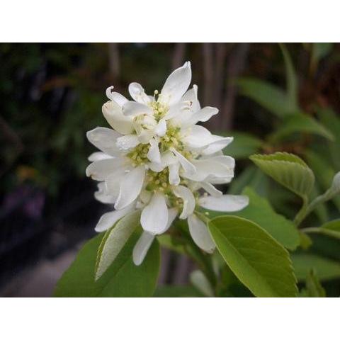 ジューンベリー チーセン ティッセン ポット苗 Ju Nberi Telissen 苗木部 花ひろばオンライン 通販 Yahoo ショッピング