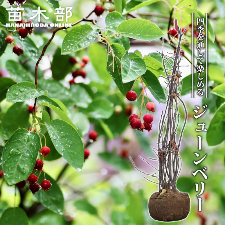 ジューンベリー 株立ち大苗 爆買いweek : 苗木部 花ひろばオンライン