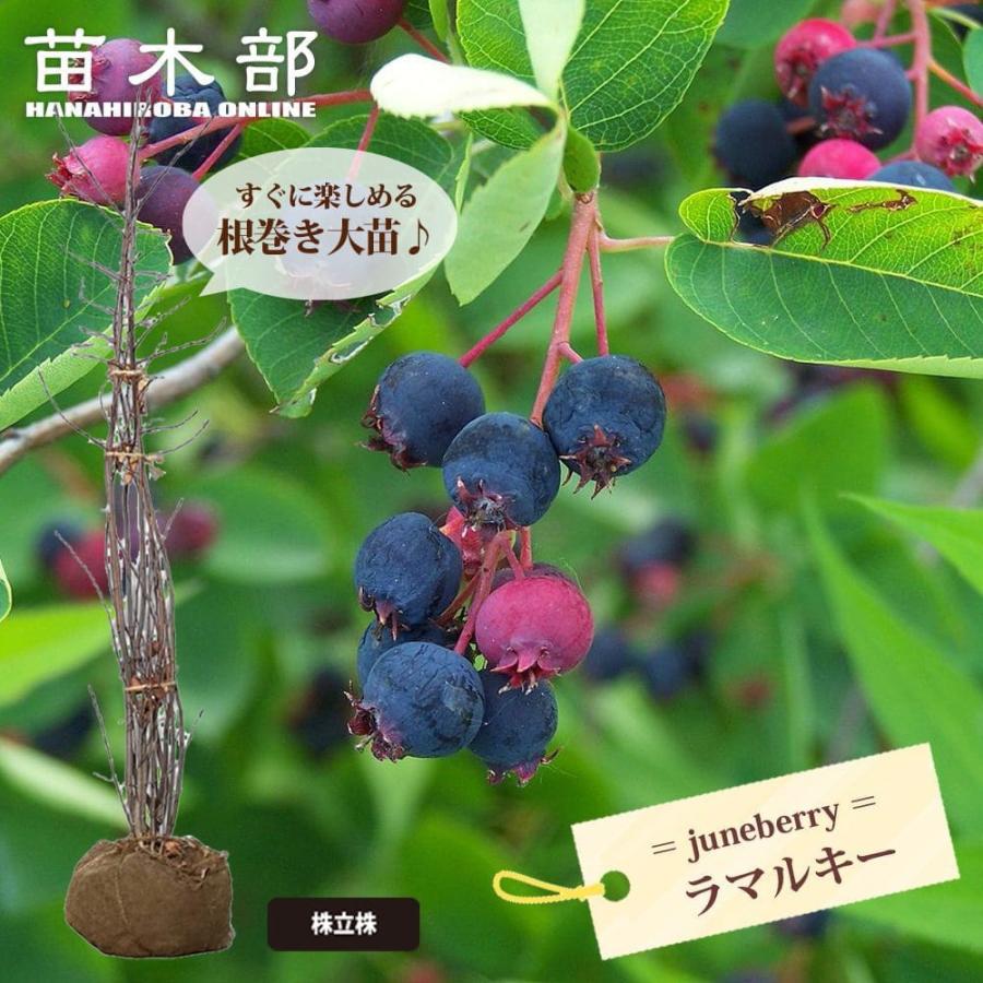 ジューンベリー ラマルキー 株立ち大苗 : 苗木部 花ひろばオンライン 