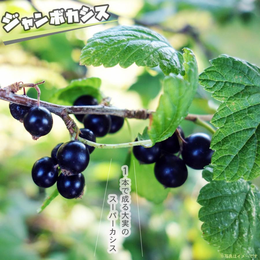ジャンボカシス チタニア 大実のスーパーカシス 鉢植え : 苗木部 花