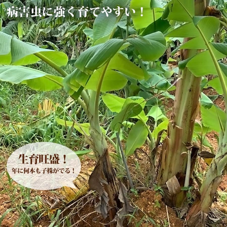 バナナの木 銀バナナ 8号ポット大苗 : 苗木部 花ひろばオンライン
