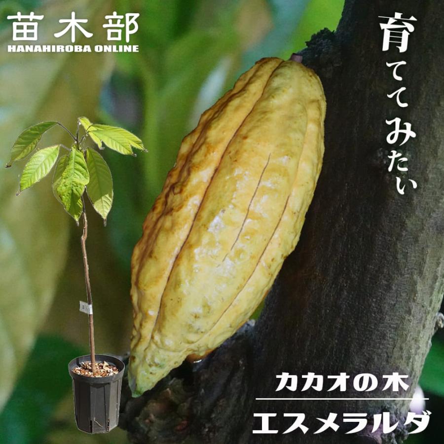 カカオ クリオロ種 エスメラルダ 実生スリット苗 （H100cm） : 苗木部 