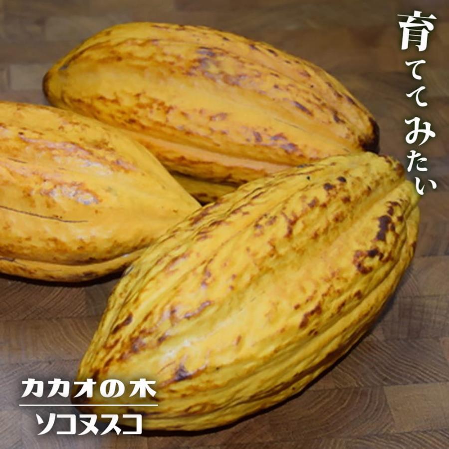 カカオ苗クリオロ種 国産カカオの実から育てた苗 クリオロ種 限定1