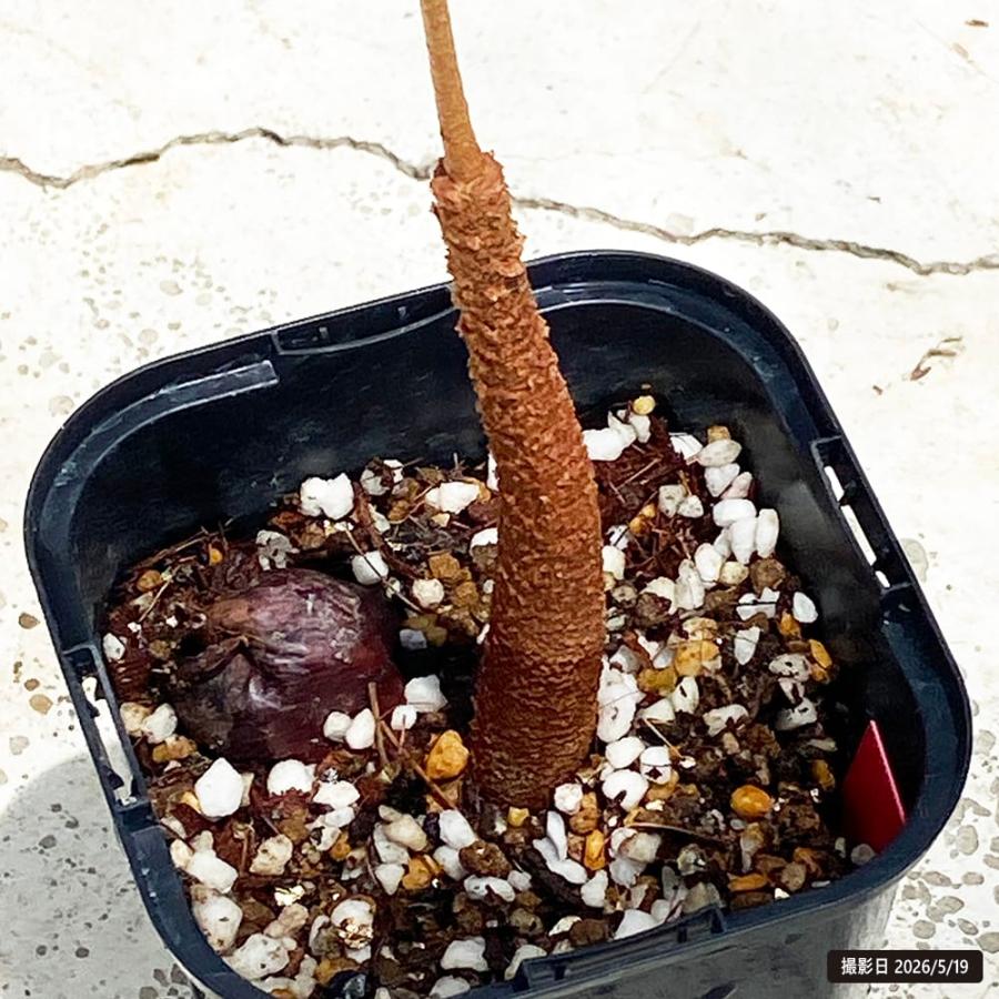 ドリアン ボルネオワイルド Durio zibethinus 'Borneo Wild' 実生 3.5