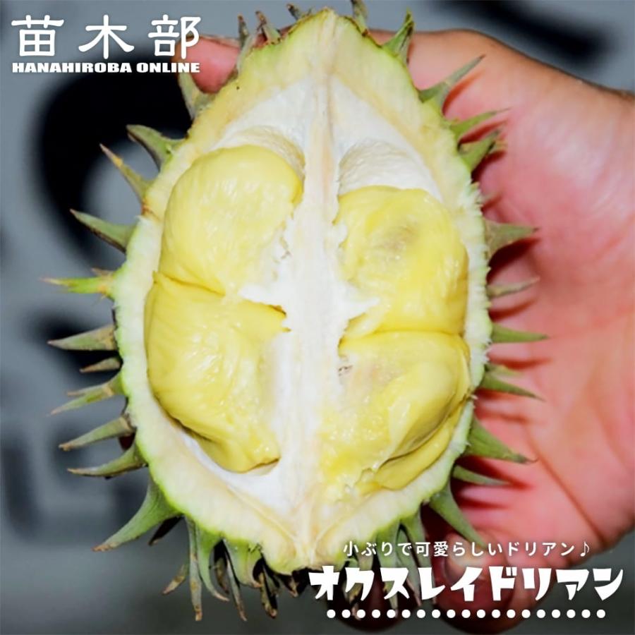 ドリアン オクスレイドリアン Durio oxleyanus 5号スリット鉢植え