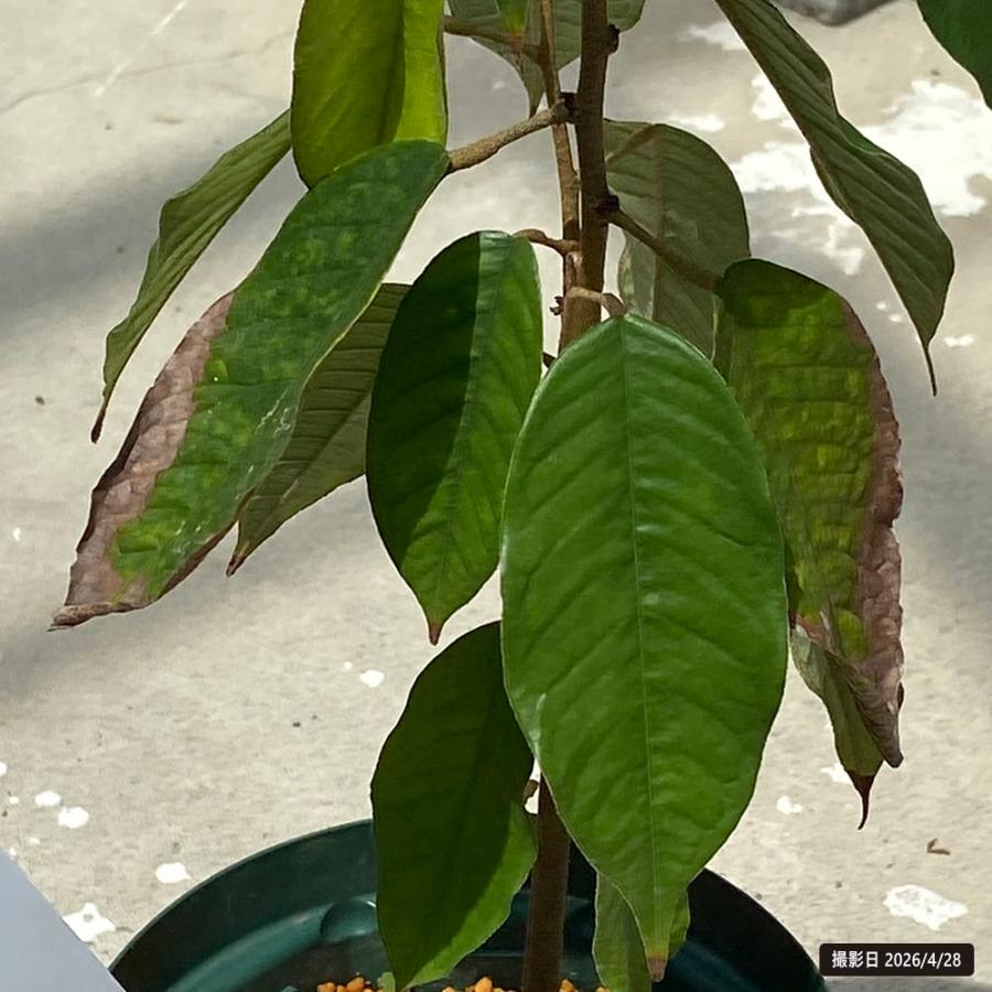 激レア1株のみ 3年目 ドリアン苗Durio Kutejensis苗 ドリアン オクスレイドリアン Durio oxleyanus 5号スリット鉢植え